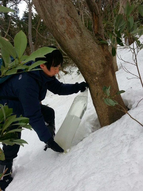 울릉우산고로쇠채취