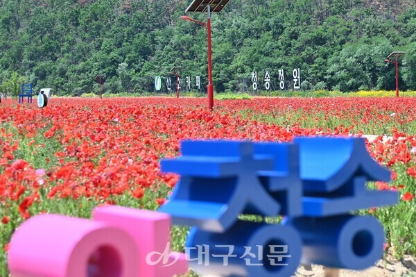 '산소카페 청송정원' 꽃<b>양귀비</b> 장관 연출