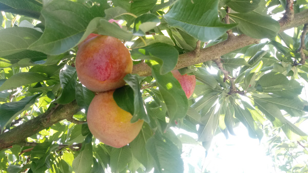 의성고산마을-자두