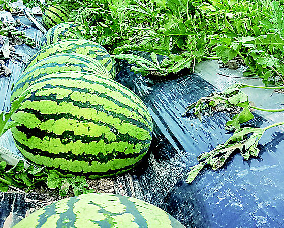 에천문래실마을-수박