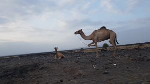날 반긴 건 붉은 마그마가 아닌 코 찌르는 유황냄새