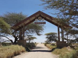 &apos;세렝게티 국립공원 투어&apos; 차 위로 올라온 치타…숨 죽였다 사진 찍기