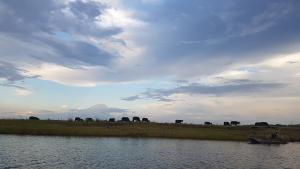 보츠와나, 검은 대륙 최대의 야생동물 천국