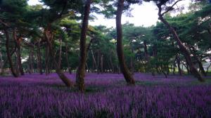 송림 속의 맥문동