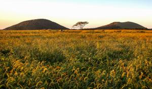 새별오름 나 홀로 나무의 가을이 익어가는 풍경