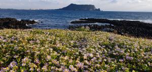 광치기 해변의 쑥부쟁이