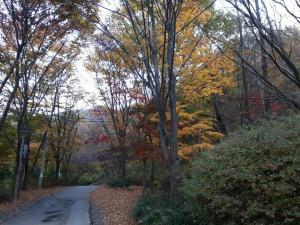 “오색단풍 사라지기 전 산에 올라 ‘숲사회’와 만나자”