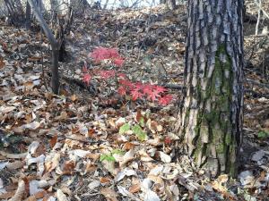 과다한 화학비료·거름…흙엔 독이란 걸 아시나요