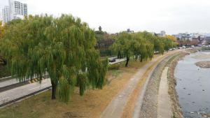신천·금호강 둔치에 버드나무 숲길 조성 기대