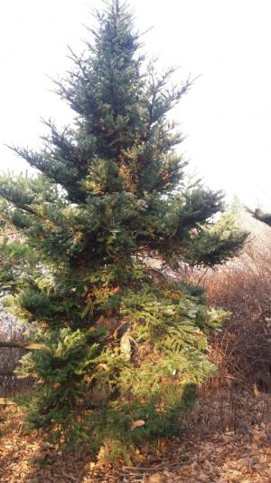 트리에 쓰는 구상나무, 알고보니 우리나라 고유종