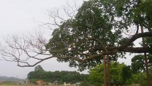 논 한가운데 덩그러니…500살 된 천연기념물 ‘생사의 기로’