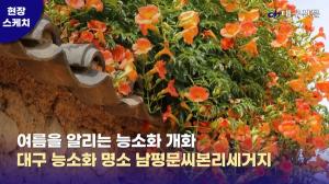 [현장스케치] 여름을 알리는 능소화…대구 능소화 명소 남평문씨본리세거지