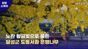 황금빛으로 물든 달성군 도동서원 은행나무