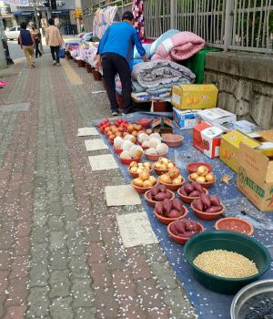 [2025 대구신문 신춘 디카시 공모대전 최우수상] 송재옥 作 &apos;값싼 보배&apos;