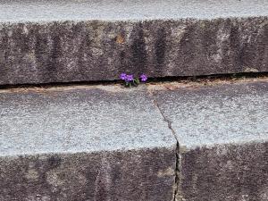 [2025 대구신문 신춘 디카시 공모대전 장려상] 김종원 作 &apos;틈&apos;