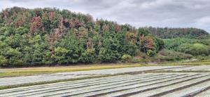 [자연이 살아야 우리가 산다] 다양성 파괴·수종 멸종 없도록 지속가능 산림 실천하자