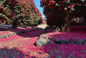 [호일당에서] 현맹춘의 정성과 집념, 황무지가 울창한 동백숲으로