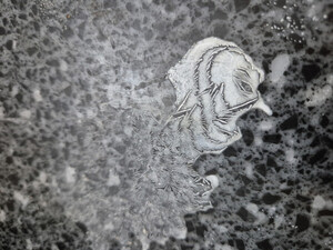 [자연이 살아야 우리가 산다] 겨울에 만난 생태 이야기, 살얼음 새·보도블럭 속 강아지…우연이 빚은 예술