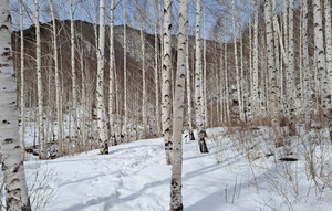 [호일당에서] 영양 자작나무숲...모든 것이 ‘하얀 세상’ 산 속의 자연을 온전히 누리다