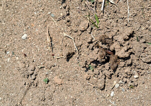 [호일당에서] 지룡·토룡으로 불리는 지렁이...작고 소중한 ‘지구 지킴이’, 징그럽다 미워하지 마세요