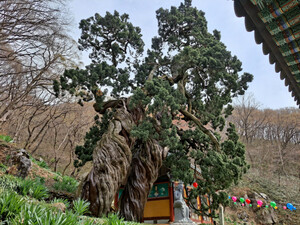 [호일당에서] 천자암 쌍향수, 800살 향나무 두 그루가 하늘 향해 날아오를 듯…
