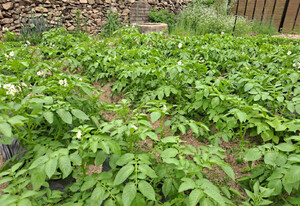 [호일당에서] 다투어 피고 지는 농작물 꽃…일상에 새로움을 더하다