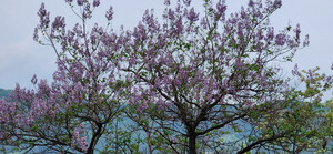 [자연이 살아야 우리가 산다] 오동나무 예찬, 신록 한 가운데 고고한 자태…보랏빛 갓 쓴 ‘선비의 나무’