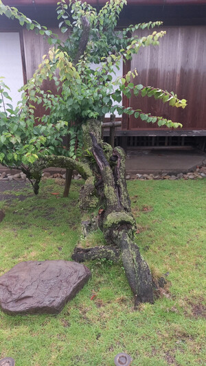 [자연이 살아야 우리가 산다] 쓰러져 파이고 이끼 낀 나무, 완벽하지 않아 아름답다