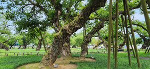 [자연이 살아야 우리가 산다] 민목(民木)박물관 건립을 희망하며...백성의 나무 ‘民木’ 그 깊디깊은 뿌리를 지켜라