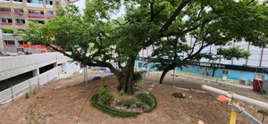 [자연이 살아야 우리가 산다] 한 그루 나무에 담긴 한 시대의 기억…노거수를 다시 묻다