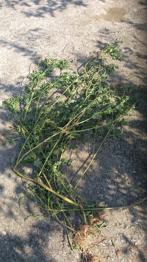 [자연이 살아야 우리가 산다] 생태계교란종 제거, 기후위기시대 할 수 있는 작은 실천