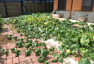 [호일당에서] 마당 가득 뻗은 호박 넝쿨, 삶의 행복을 일깨우다