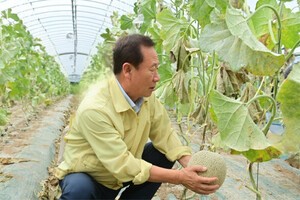 봉화군, 수박 후작 멜론 고품질 재배 평가회