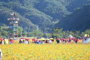 ‘산소카페’ 청송군 백일홍 화원 큰 호응