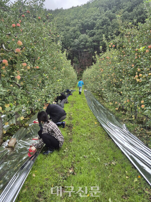 영덕군, 가을철 농촌 일손 돕기 집중 추진