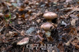 영덕군, 대형 산불에도 ‘전국 송이 생산량 1위’