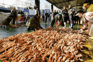 ‘겨울철 별미’ 영덕대게, 올해 첫 위판 개시