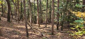 [자연이 살아야 우리가 산다] 산림경영·목공·천연염색의 만남-나무 한 그루서 시작된 순환경제…숲이 미래다