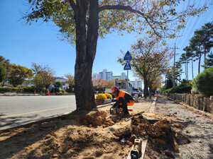 의성, 가로수 돌출 뿌리 정비 “안전한 보행환경 조성”